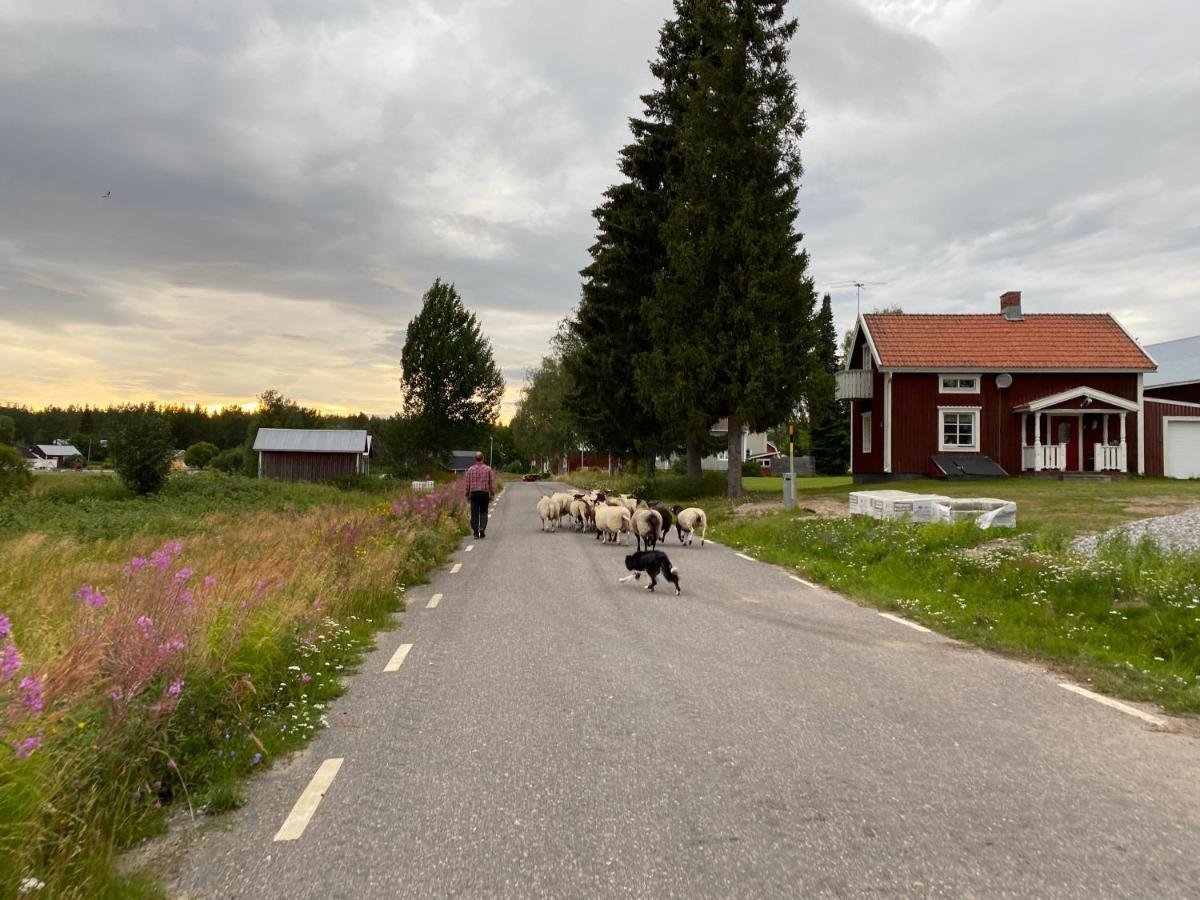 Newly Built Apartment Next Door To The Sheep Norrfjarden Luaran gambar